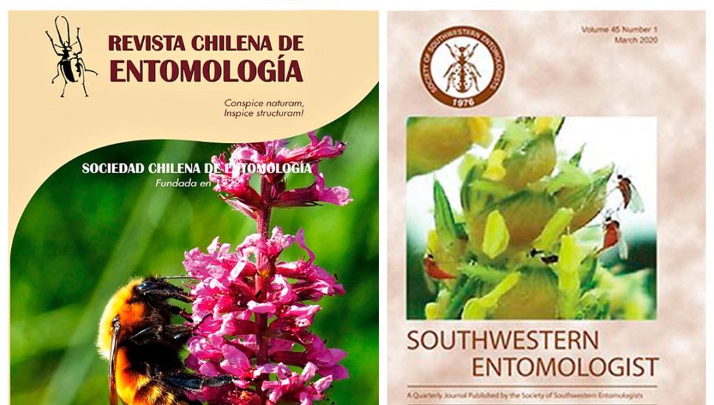 collage_1_insectos_06_05_2020