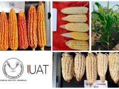 Estudian tesistas de la UAT variedades de maíz nativo tamaulipeco