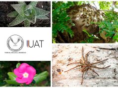 Recomiendan expertos ayudar a la naturaleza durante el confinamiento