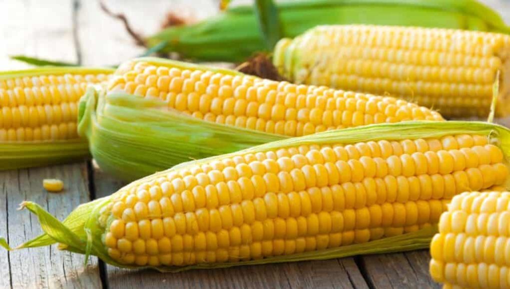 maiz-1024x680