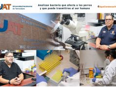 Analizan bacteria que afecta a los perros y que puede trasmitirse al ser humano