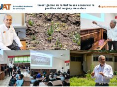 Investigación de la UAT busca conservar la genética del maguey mezcalero