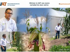 Obtiene la UAT una nueva variedad de maíz nativo