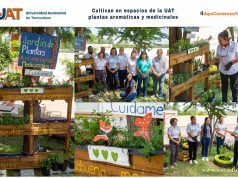 Cultivan en espacios de la UAT plantas aromáticas y medicinales