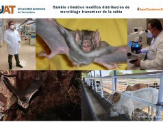 Cambio climático modifica distribución de murciélago transmisor de la rabia