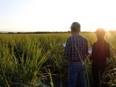 Desarrolla la UAT nuevas variedades de caña de azúcar en El Mante