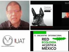 Presentan proyecto musical de cantos caninos del “xoloitzcuintle”