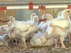 Modificación genética de pollos un gran avance para frenar la gripe aviar