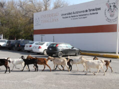 Produce la UAT cabritos de calidad suprema