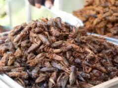 La UAT difunde su investigación y estudios en el campo de la entomología