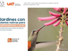 Enseñará la UAT a crear espacios ecológicos para especies polinizadoras