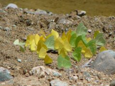 Registra la UAT 195 especies de mariposas en la Sierra Chiquita de Tamaulipas