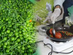 La UAT impulsa la preservación del chile piquín como símbolo de identidad regional