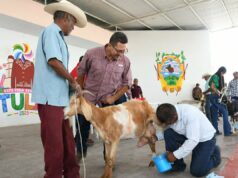Fortalecen el sector caprino en Tula con muestra regional